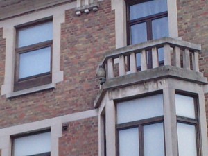 Owl in a balcony